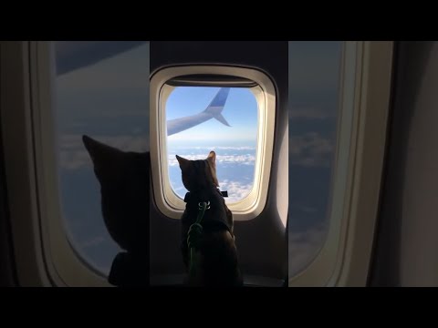 My Cat Flew to Spain for my Brother´s Wedding