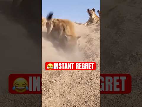 Porcupine Turns a Hyena Ambush Into Chaos 😱💥 | Hyäne gegen Stachelschwein #wildlife #viral