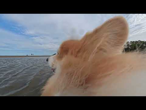 Insta360 X5: Dog POV at the beach