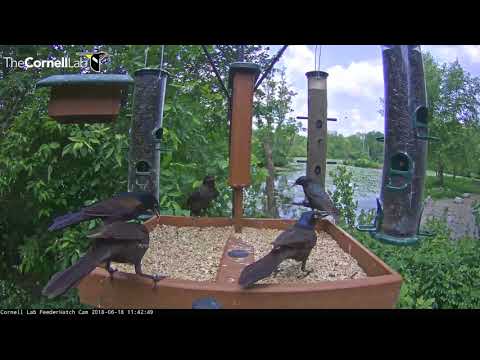 Blue Jays and Blackbirds Exchange Time at the Feeders – June 18, 2018