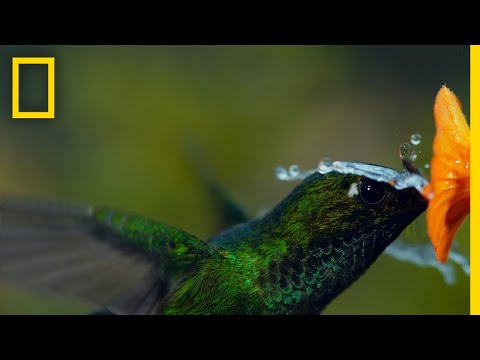 download lagu mp3 mp4 Hummingbirds In The Rain, download lagu Hummingbirds In The Rain gratis, unduh video klip Hummingbirds In The Rain