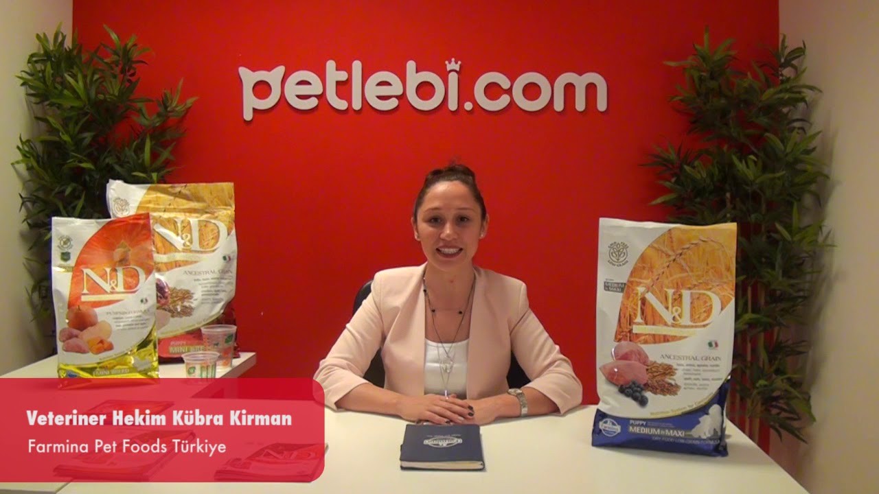 N&D Ancestral Kuzu Etli ve Yaban Mersinli Orta ve Büyük Irk Ata Tahıllı Yetişkin Köpek Maması 12kg tanıtım video görseli