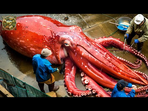 Giant Squid Processing, How the factory processes tons of giant squid every day - Emison Newman