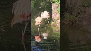 Flamingos brigando  #animaisengraçados #aves #animais