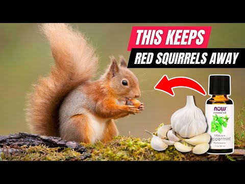 How to Get Rid of Red Squirrels FAST (Proven Methods)