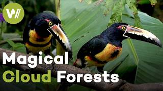 Ecuador: Hope for the Cloud Forests and Their Unique Wildlife | Paradise Preserved (2/5)