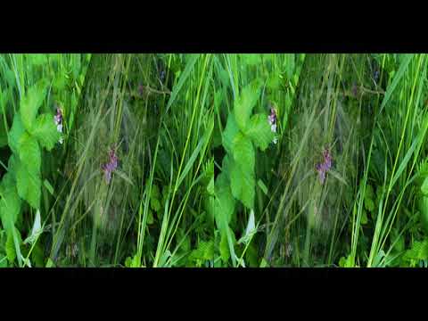 200506 Wiesental Eschelbronn