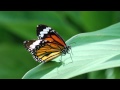 Gretchen Parlato (Live in NewYork) Butterfly 