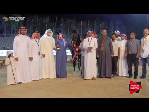 N.285 IBN JAMEELAT AL KHALEDIAH - BRONZE - Stallions Championship