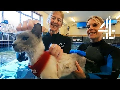 水治療でシャム猫はまた歩けるようになる？| 水治療でシャム猫は再び歩けるようになるのでしょうか？ノエル・フィッツパトリック (Will Hydrotherapy Help Siamese Cat to Walk Again? | The Supervet: Noel Fitzpatrick)