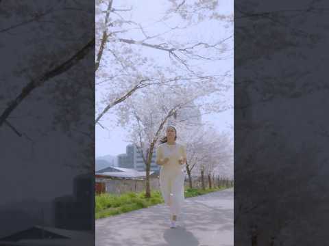 벚꽃뮤비 엔딩하이라이트 M/V  #벚꽃길 #봄노래 #고백 #벚꽃여행 #동해시 #묵호 #설렘 #인우  #kpo…