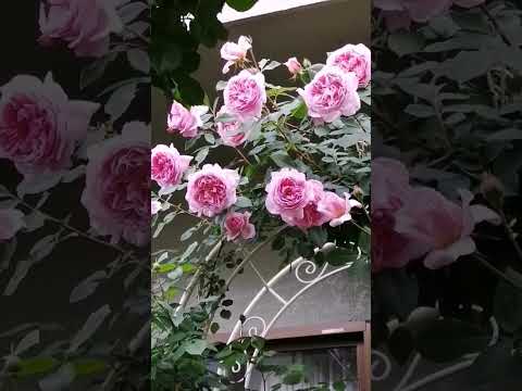 小さな低木のバラ「ザ・フェアリー」 植物