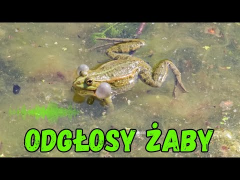 Rechot na żywo: mały artysta z Płocka 🐸