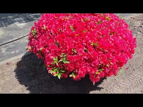 koi en Bonsai show 2023 bij Boomkwekerij de Vossenberg te Oudenbosch