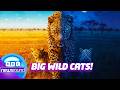 Life In The Wild With Lions And Cheetahs Big Cats 24 7 BBCNewsround
