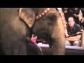 Ringling Bros Circus RED Unit In Tampa January 5 2011