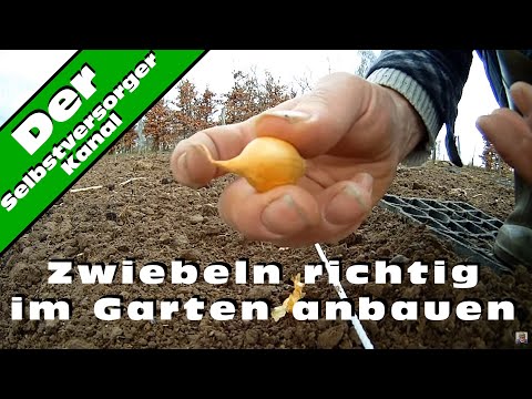 , title : 'Zwiebeln richtig im Garten anbauen'