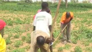 preview picture of video 'Senegal: Le Petit Paysan (The Little Farmer)'