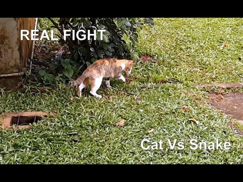 Cat vs Snake Fight