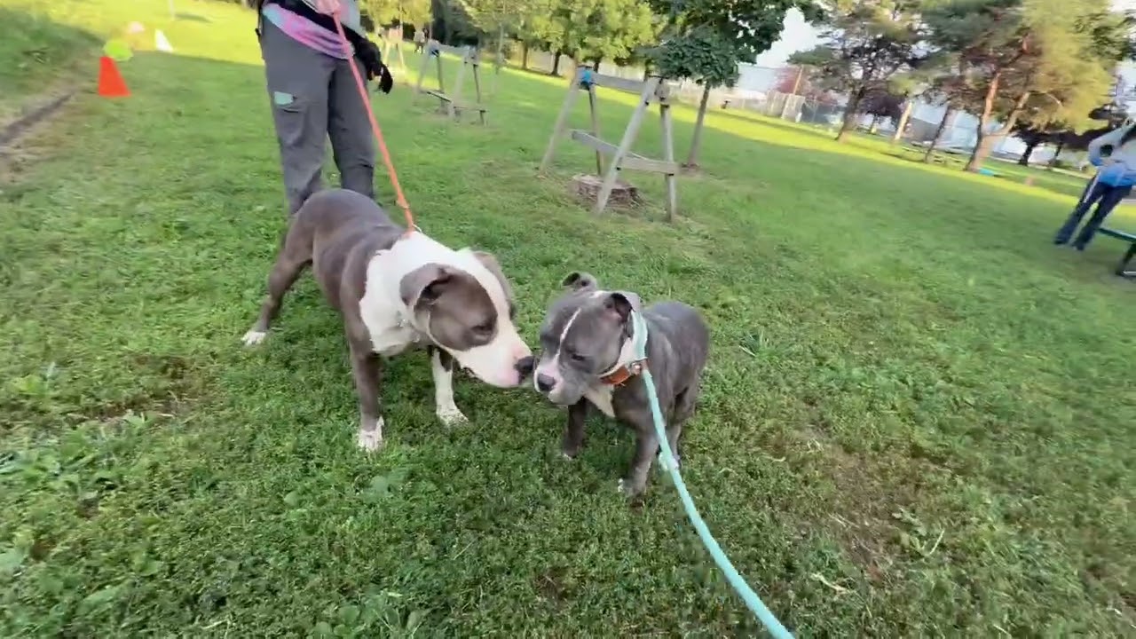 Enzo's Leash Test