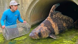 Trapping Wild AQUARIUM FISH For My BACKYARD POND!
