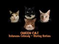 QUEEN CAT Bohemian Catsody Shirley Serban