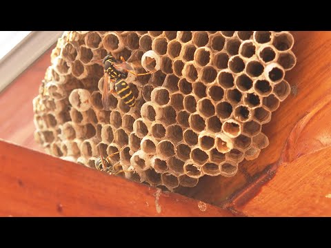 Veszélyes is  lehet a darázscsípés!