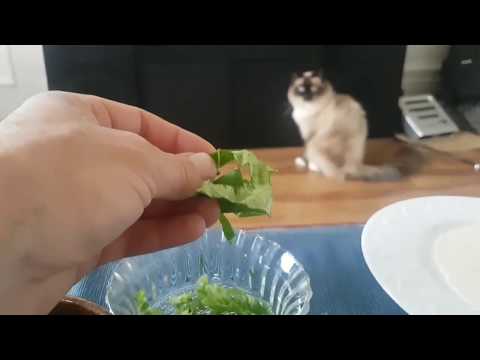 i try to feed my cat lettuce