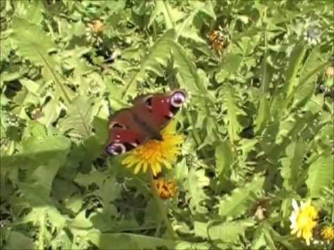 PRIMAVARA BINE AI VENIT!.wmv