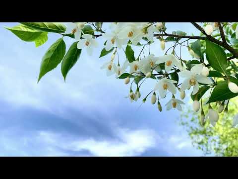 Cântare creștină cu versuri "Te-am întâlnit odată" - Mariana Someșan & Florin Deznan