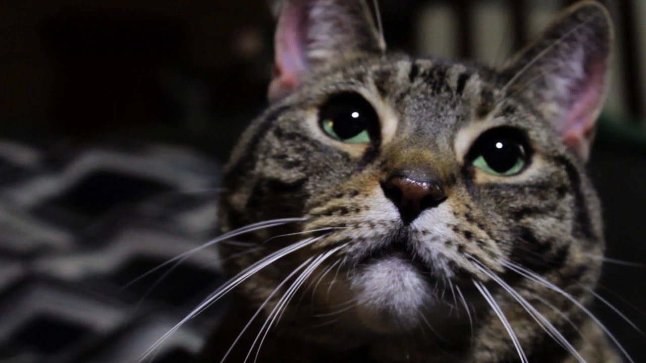 A Meowy Christmas Trailer