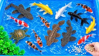 Download lagu Melepas Ikan ke Kolam Kecil | Menangkap Ikan Mas, Ikan Koi, Kura-Kura, Katak, Belut, &Ikan Pembersih mp3