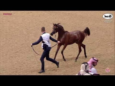 Doha International Arabian Horse Show 2023 YFC