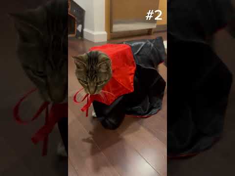 What should Snickers 🐈‍⬛ be for Halloween 🎃