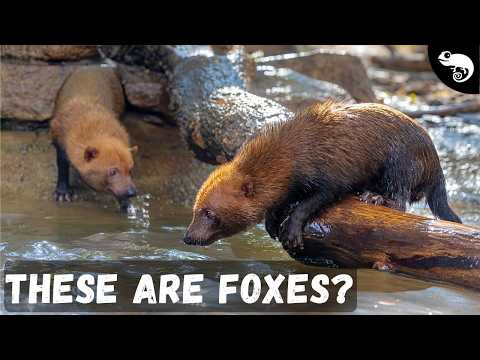 Are All Foxes Foxes?