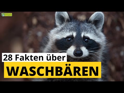 28 Steckbrief-Fakten über Waschbären - Doku-Wissen über Tiere - für Kinder