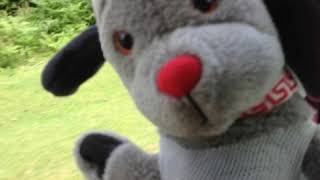 Sweep Sings...Summer Holiday by Cliff Richard and The Shadows 🐶💕🎸