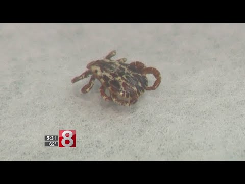 UConn tests ticks, which are active in fall