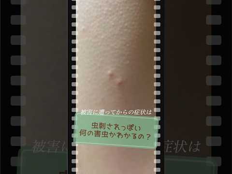 ダニを追い払う植物はどれですか 自然にダニよけをするノミ ローズマリー 菊