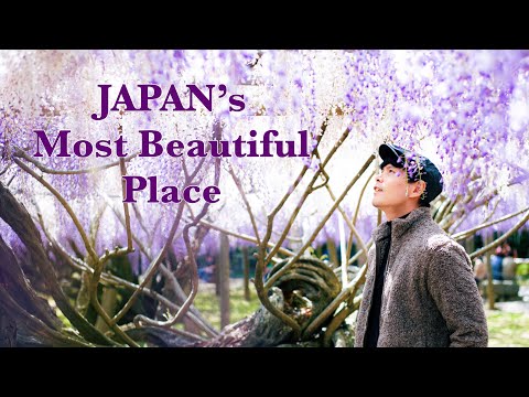 🇯🇵 Japan's Most Beautiful Place: Kawachi Wisteria Garden - สวยที่สุดในญี่ปุ่น
