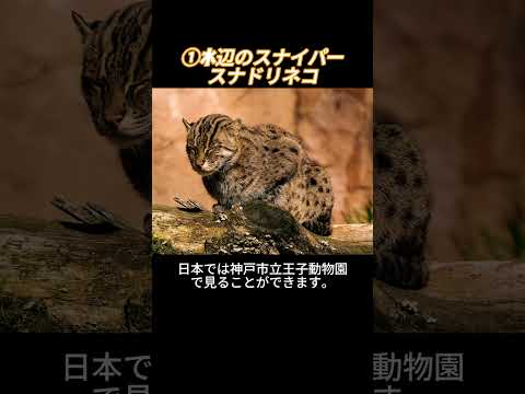 知っておくべき12の巨大な猫 - ベンガルキャット