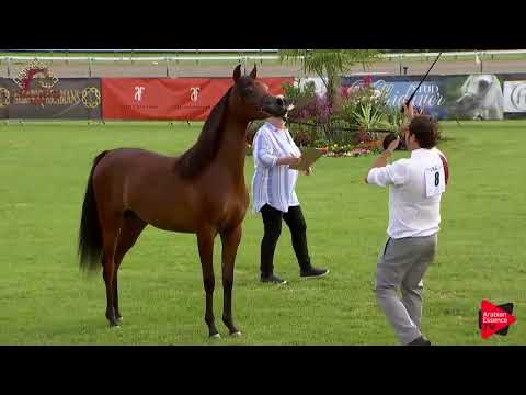 N.8 BALLERINNA - Chantilly 2019 AHO World Cup - Yearling Fillies (Class 1B)