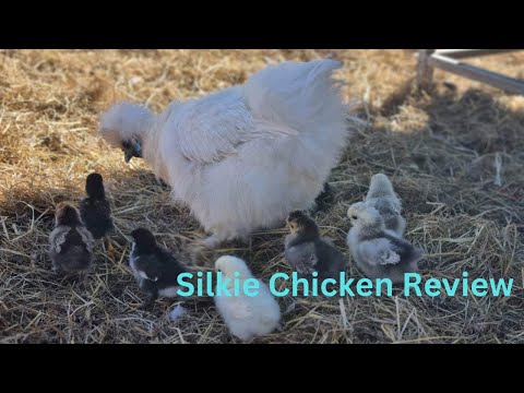, title : 'Silkie Chickens For Beginners!'