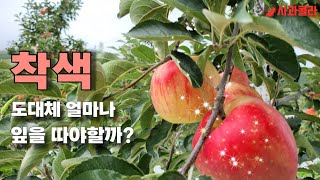 [사과재배] 착색관리& 잎따기 적엽량 ㆍ탄저병 ㆍ서상현 농학박사&허영목 과원주님