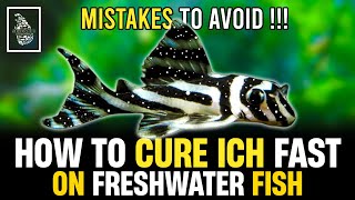 HOW TO CURE WHITE SPOT ON FISH ✅ | BEST ICH TREATMENT GUIDE | Serendib Aquatics