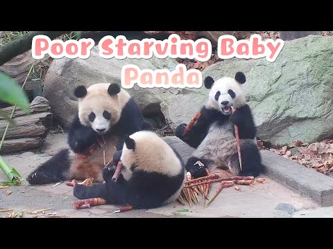 Panda Mum Poaching Her Kid’s Food Away | iPanda