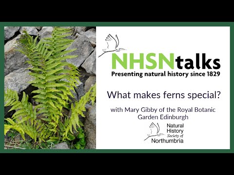 What Makes Ferns Special?