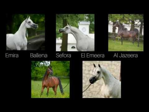 Pride Of Poland for charity