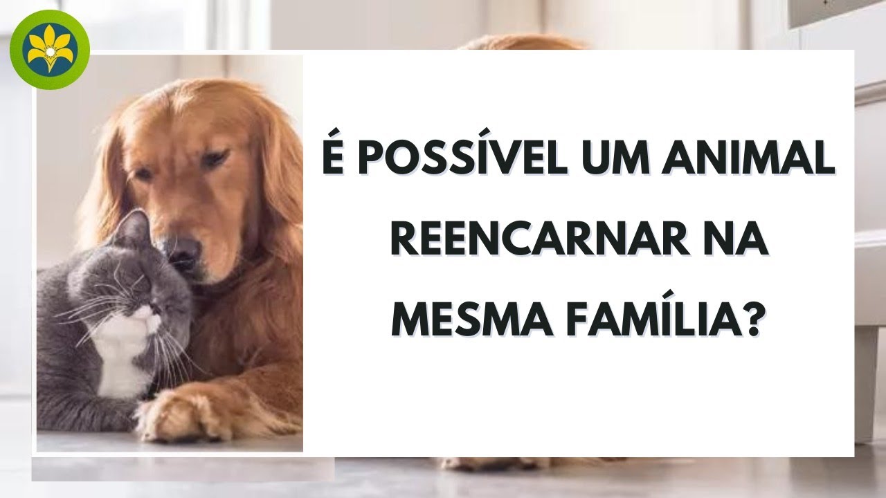 É POSSÍVEL UM ANIMAL REENCARNAR NA MESMA FAMÍLIA?