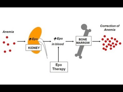 Erythropoietin EPO ; hormone that plays role in red blood cell production
